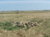 Pile of Prairie Dogs